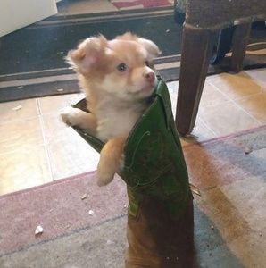 Meet your Posher, Jeffrey